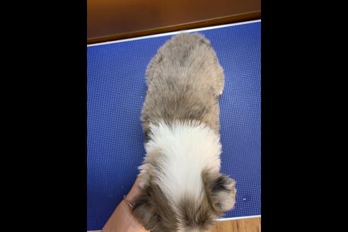 成約済の長野県のボーダーコリー-69234の3枚目