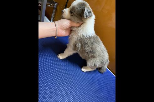 成約済の長野県のボーダーコリー-69234の2枚目