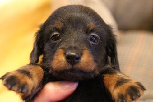 成約済の愛知県のカニンヘンダックスフンド(ロングヘアード)-68115の20枚目