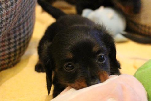 成約済の愛知県のカニンヘンダックスフンド(ロングヘアード)-68115の19枚目