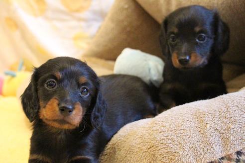 成約済の愛知県のカニンヘンダックスフンド(ロングヘアード)-68115の18枚目