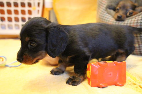 成約済の愛知県のカニンヘンダックスフンド(ロングヘアード)-68115の17枚目
