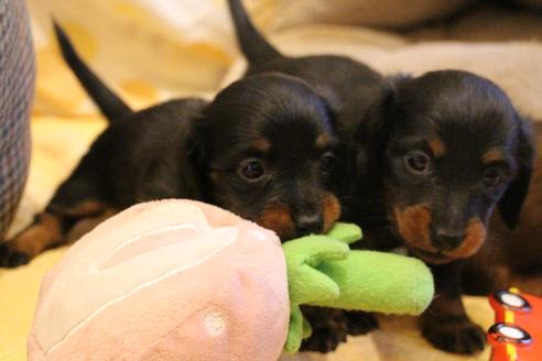 成約済の愛知県のカニンヘンダックスフンド(ロングヘアード)-68115の16枚目