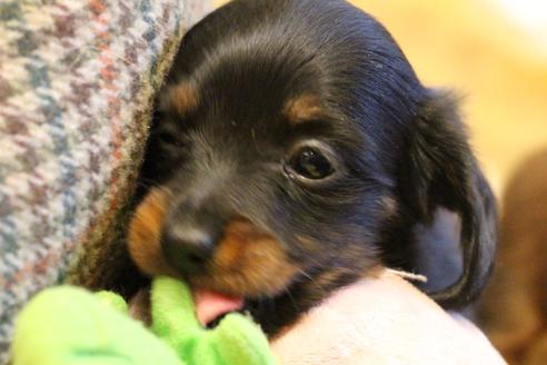 成約済の愛知県のカニンヘンダックスフンド(ロングヘアード)-68115の15枚目
