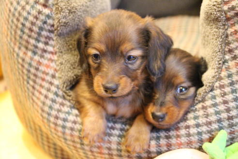 成約済の愛知県のカニンヘンダックスフンド(ロングヘアード)-68113の12枚目