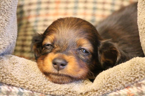 成約済の愛知県のカニンヘンダックスフンド(ロングヘアード)-68113の10枚目