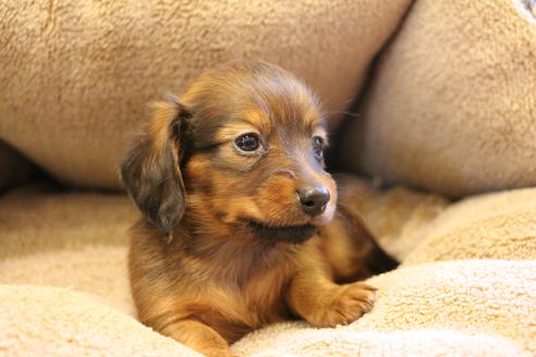 成約済の愛知県のカニンヘンダックスフンド(ロングヘアード)-68113の9枚目