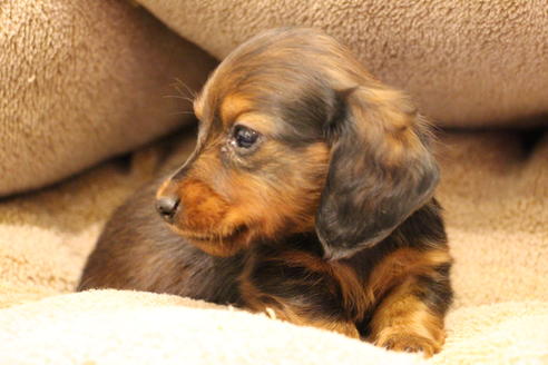 成約済の愛知県のカニンヘンダックスフンド(ロングヘアード)-68113の8枚目