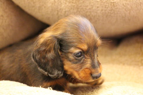 成約済の愛知県のカニンヘンダックスフンド(ロングヘアード)-68113の7枚目