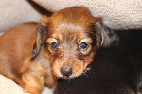 成約済の愛知県のカニンヘンダックスフンド(ロングヘアード)-68112の20枚目