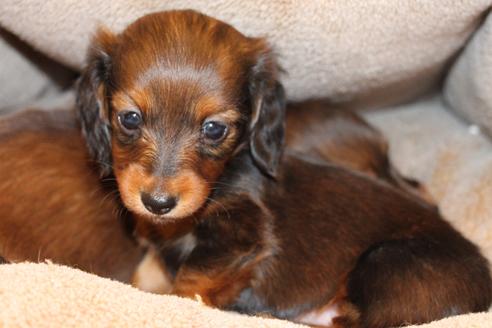 成約済の愛知県のカニンヘンダックスフンド(ロングヘアード)-68112の19枚目