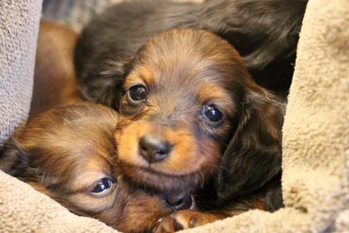 成約済の愛知県のカニンヘンダックスフンド(ロングヘアード)-68112の18枚目