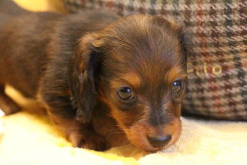 成約済の愛知県のカニンヘンダックスフンド(ロングヘアード)-68112の17枚目