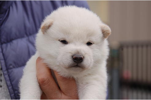 成約済の埼玉県の柴犬-69520の1枚目