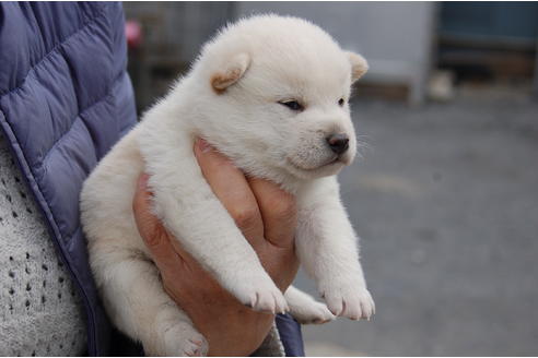 成約済の埼玉県の柴犬-69520の4枚目