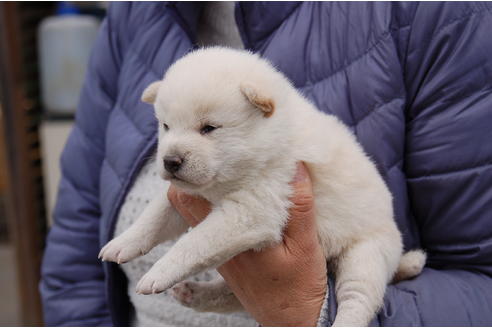 成約済の埼玉県の柴犬-69520の3枚目