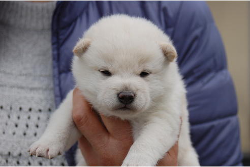 成約済の埼玉県の柴犬-69520の2枚目