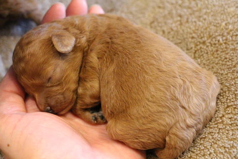 成約済の愛知県のトイプードル-69521の34枚目