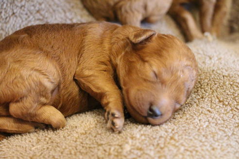 成約済の愛知県のトイプードル-69521の33枚目