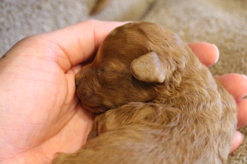 成約済の愛知県のトイプードル-69521の32枚目