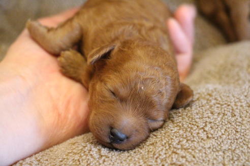 成約済の愛知県のトイプードル-69521の31枚目