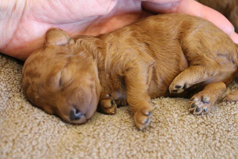 成約済の愛知県のトイプードル-69521の30枚目