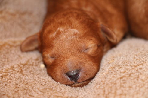 成約済の愛知県のトイプードル-69521の29枚目