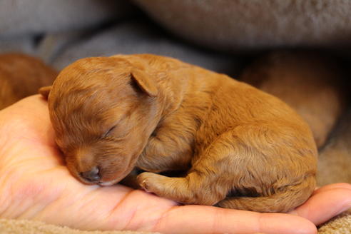 成約済の愛知県のトイプードル-69522の33枚目