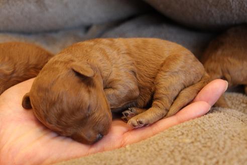 成約済の愛知県のトイプードル-69522の32枚目