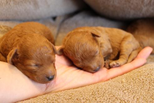 成約済の愛知県のトイプードル-69522の31枚目