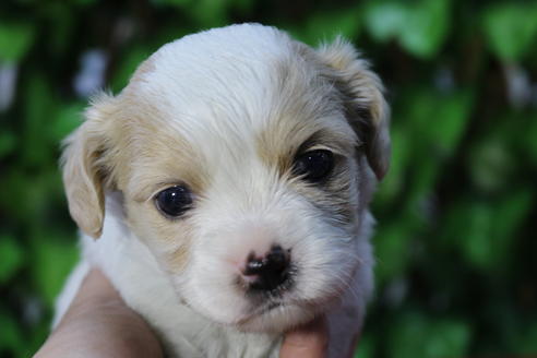 成約済の京都府のミックス犬-69544