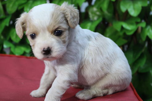 成約済の京都府のミックス犬-69544の3枚目