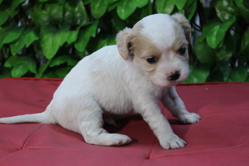 成約済の京都府のミックス犬-69544の2枚目