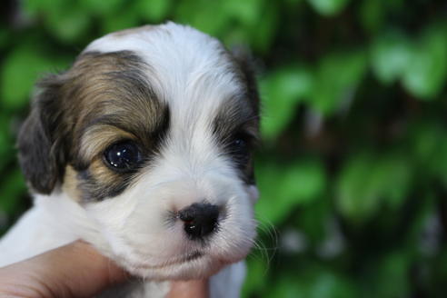 成約済の京都府のミックス犬-69545