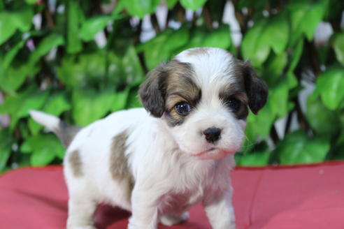 成約済の京都府のミックス犬-69545の4枚目