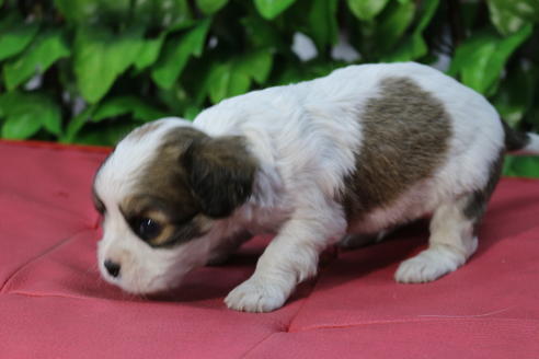 成約済の京都府のミックス犬-69545の3枚目