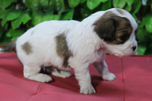 成約済の京都府のミックス犬-69545の2枚目