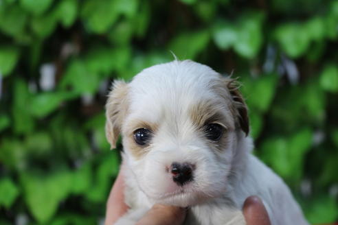 成約済の京都府のミックス犬-69546の1枚目