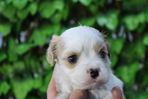 成約済の京都府のミックス犬-69546の4枚目