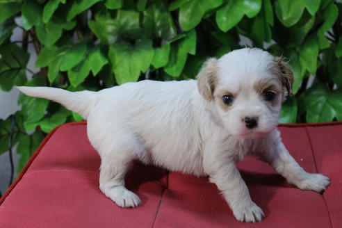 成約済の京都府のミックス犬-69546の3枚目