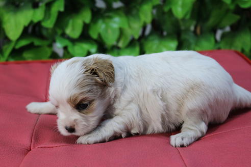 成約済の京都府のミックス犬-69546の2枚目