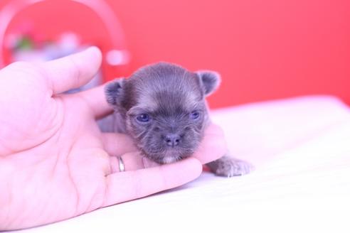 成約済の愛知県のチワワ(ロングコート)-69561の10枚目
