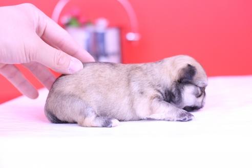 成約済の愛知県のチワワ(ロングコート)-69562の7枚目