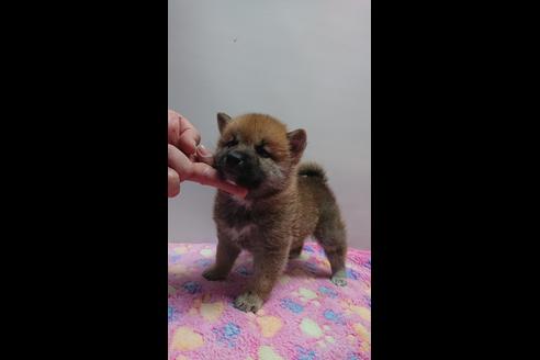 成約済の岡山県の柴犬-68383