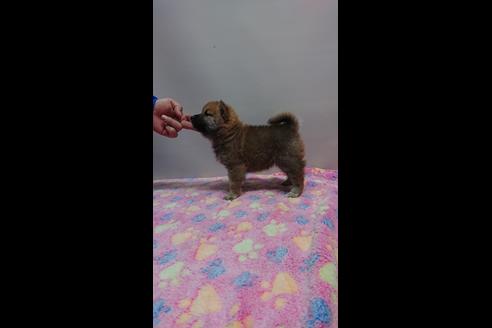 成約済の岡山県の柴犬-68383の3枚目