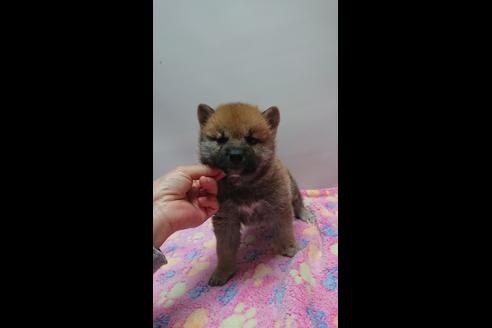 成約済の岡山県の柴犬-68383の2枚目