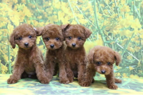 成約済の千葉県のトイプードル-69250の6枚目