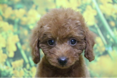 成約済の千葉県のトイプードル-69250の1枚目