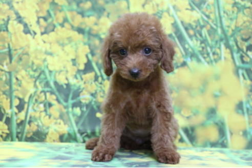 成約済の千葉県のトイプードル-69250の5枚目