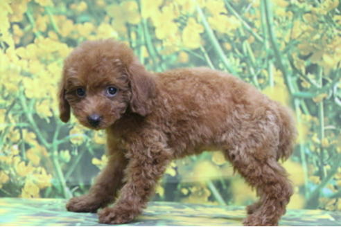 成約済の千葉県のトイプードル-69250の4枚目